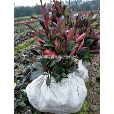 采購浙江紅葉石楠袋苗圃基地工程色塊苗價格圖片小杯苗產地供應商