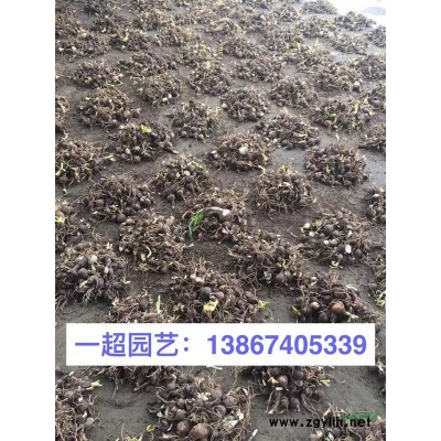 矮牽牛小杯苗，大杯苗，雙色杯/精品矮牽牛各種花色*
