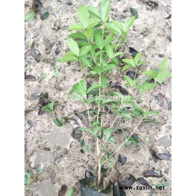 大量低價格批發浙江金華紅葉石楠小苗2019年春天新苗40高度
