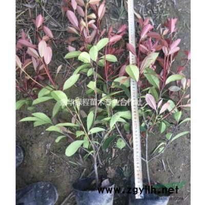 浙江金華紅葉石楠上盆苗價格表浙江紅葉石楠產(chǎn)地*新報價格行情