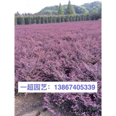 花藺 精品花藺基地批發，花藺價格
