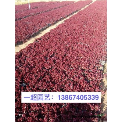 大蘭花鳶尾，大蘭花鳶尾基地批發