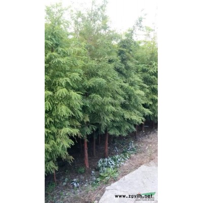 樸樹供應/樸樹圖片