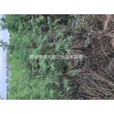 落羽杉 池杉 中山杉 種子苗*新價格/落羽杉 池杉 中山杉 種子苗報價