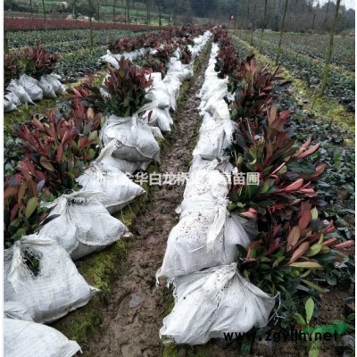 金華紅葉石楠杯苗哪里好 浙江金華紅葉石楠杯苗哪家便宜