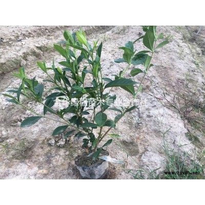 2021年紅葉石楠杯苗哪里好/哪家便宜 浙江金華紅葉石楠基地
