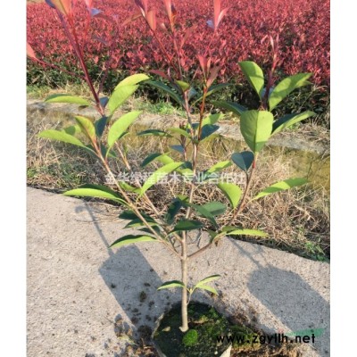 小杯苗紅葉石楠基地2019年新上市價格表浙江金華容器苗供應商