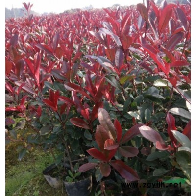 2017年浙江紅葉石楠行情價格表浙江紅葉石楠基地*新報價網站