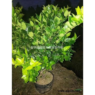 浙江省金華市紅葉石楠工程色塊苗產(chǎn)地報價表浙江紅葉石楠圖片基地