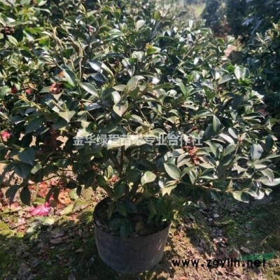 浙江金華紅葉石楠容器苗批發(fā)市場價格浙江紅葉石楠新價格表網(wǎng)站