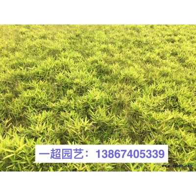 翠蘆莉，翠蘆莉小杯苗，精品矮生翠蘆莉