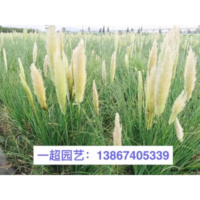 菱，菱角，紅菱，黑菱等品種規格*