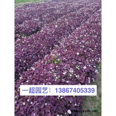 歐洲莢蒾 歐洲莢迷 苦葛小苗 苦葛價(jià)格