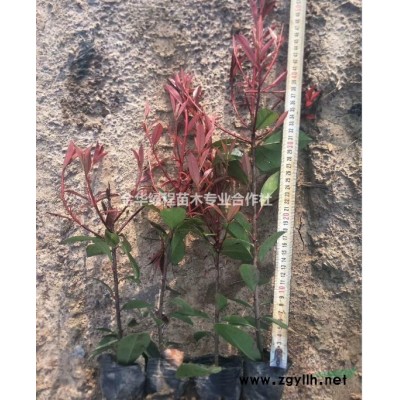 江浙江紅葉石楠杯苗栽培技術 金華紅葉石楠苗2020年價格多少