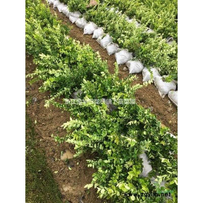 浙江金華紅葉石楠杯苗價格0.25元一株,基地批發價格優惠