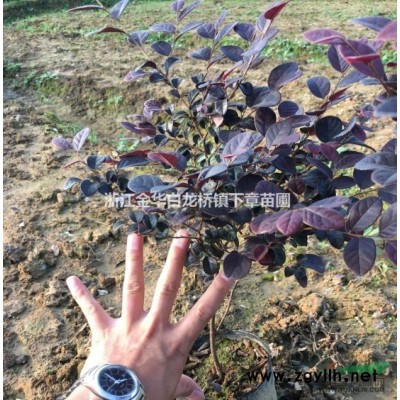 2019年新紅葉石楠價格多少？浙江基地金華是大的營養杯苗產地