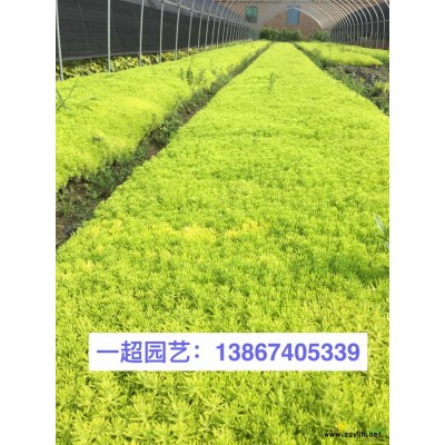 精品十大功勞小杯 大杯 土地征用 低價出售