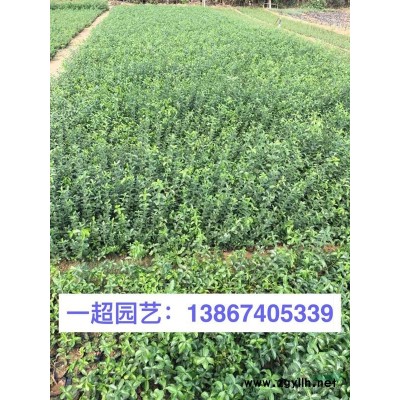 南非萬壽菊，精品南非萬壽菊小杯苗，大杯苗