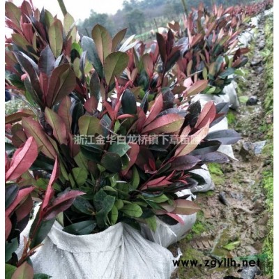 賣南方紅葉石楠小苗圃基地上盆苗在哪里買報價格是多少錢容器袋苗