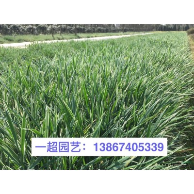 水蠟 水臘 精品水蠟基地價格 精品水臘批發(fā)