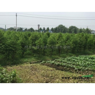 浙江地區供應2-30公分櫸樹