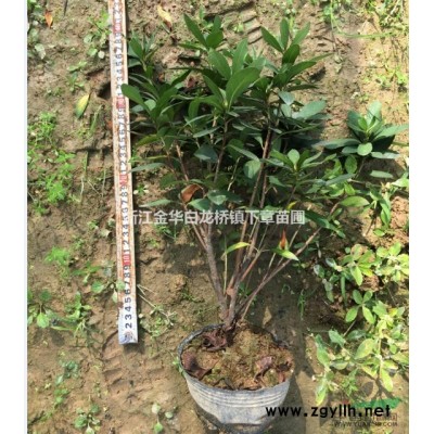 浙江紅葉石楠基地在哪 金華紅葉石楠價格大桶苗行情工程苗圃批發