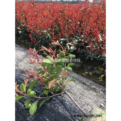 2020年金華紅葉石楠z新價格表,浙江紅葉石楠杯苗產地在哪里