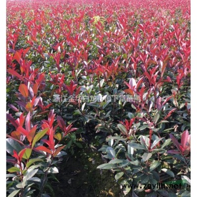紅葉石楠杯苗報價/供應
