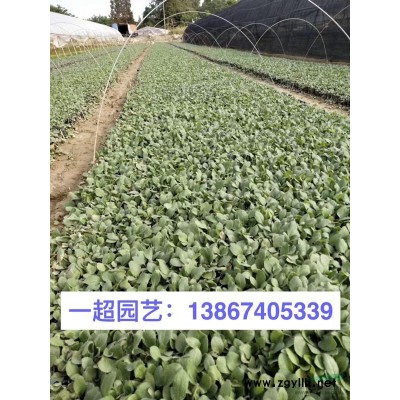 浙江地區行情/五彩石竹/優質石竹批發/石竹基地