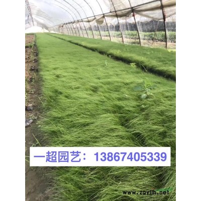 黃金香柳，精品黃金香柳各種規格*