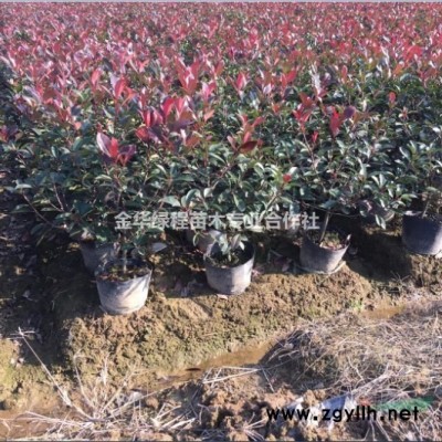 賣金華紅葉石楠大杯苗報價表紅葉石楠新批發(fā)價格表紅葉石楠行情
