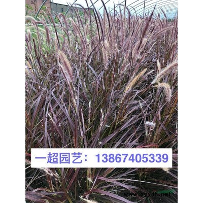茶稈竹 各種竹子批發(fā)