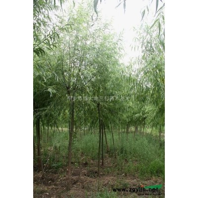 樸樹2圖片\樸樹2報價
