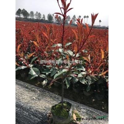 金華紅葉石楠杯苗批發/供應,浙江紅葉石楠大杯苗基地在金華