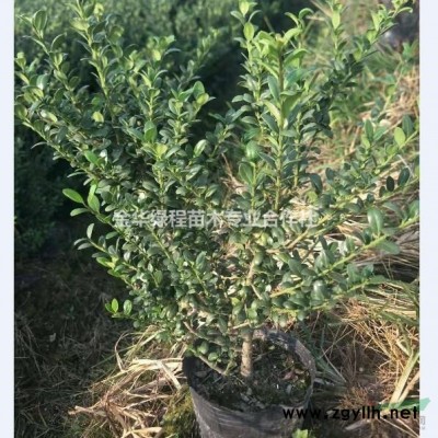 浙江省金華市紅葉石楠營養杯苗價格表,工程綠化苗產銷基地,產地