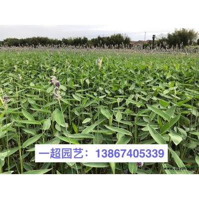 浙江紅千層/紅千層價格，紅毛丹樹，紅瓶刷，金寶樹