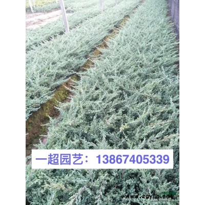 瓜葉菊，精品瓜葉菊小杯苗，大杯苗，雙色杯*