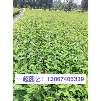 吉祥草，精品吉祥草，冬天還是綠油油的
