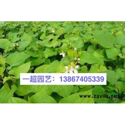 鳶尾，小蘭花鳶尾，各種鳶尾規格*