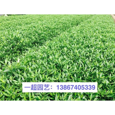 浙江美人蕉基地/美人蕉大杯苗 矮稈美人蕉大量批發