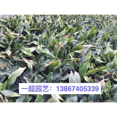 風(fēng)車草 風(fēng)車草價格 風(fēng)車草批發(fā)