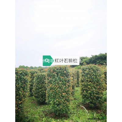 紅楠行情報價/紅楠圖片展示