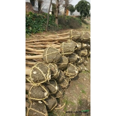 烏桕新價格/烏桕報價