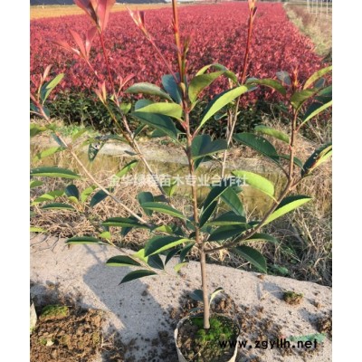 紅葉石楠基地大杯苗圃綠化工程營養缽苗有30冠幅60公分高