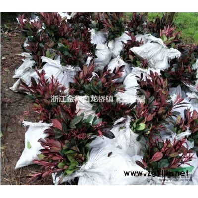 紅葉石楠綠化苗紅葉石楠綠化工程苗紅葉石楠苗紅葉石楠營(yíng)養(yǎng)缽苗