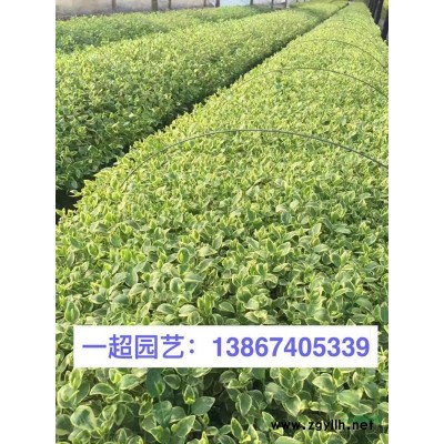 浙江狼尾草基地/東方狼尾草，大布尼狼尾草等各種精品狼尾草批發