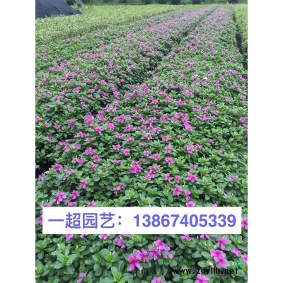 紅繼木、紅花檵木、紅花繼木小秧苗