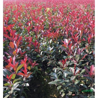 采購紅葉石楠大杯苗價格多少 2020年浙江金華紅葉石楠杯苗圃