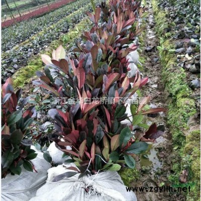 30冠幅紅花繼木苗哪里有 浙江金華基地紅花繼木大杯苗什么價格
