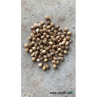 五星花 精品五星花大杯苗，雙色杯